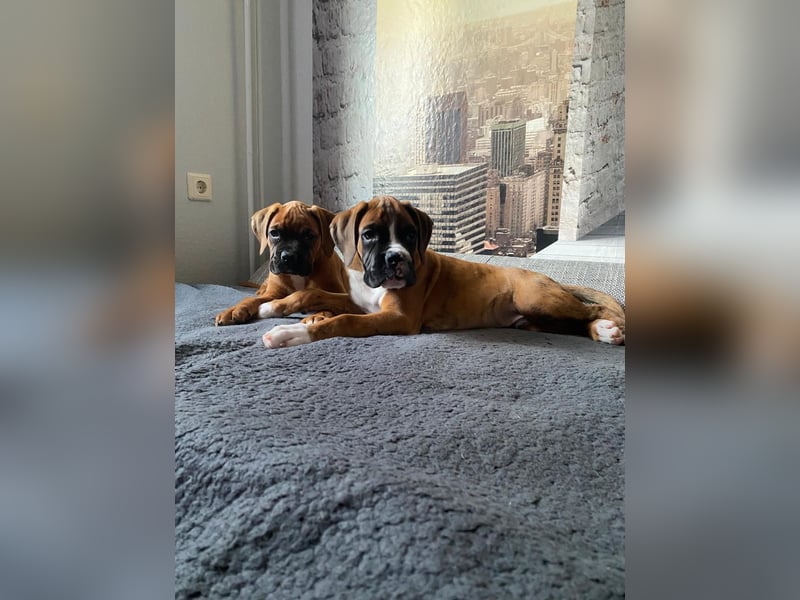 Boxerwelpen