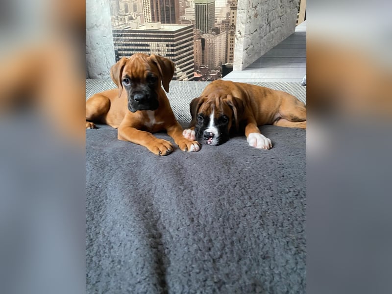Boxerwelpen