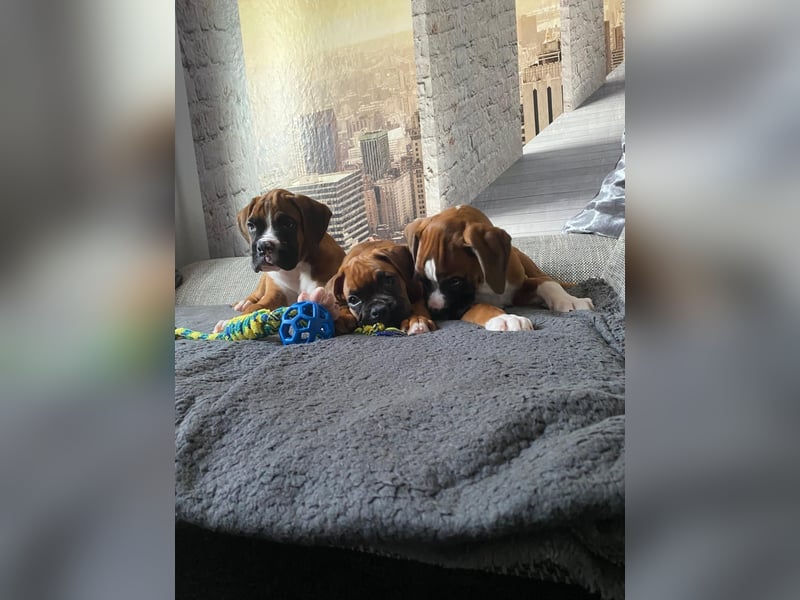 Boxer Welpen