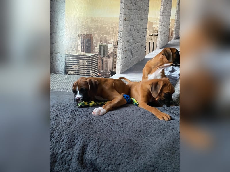 Boxer Welpen