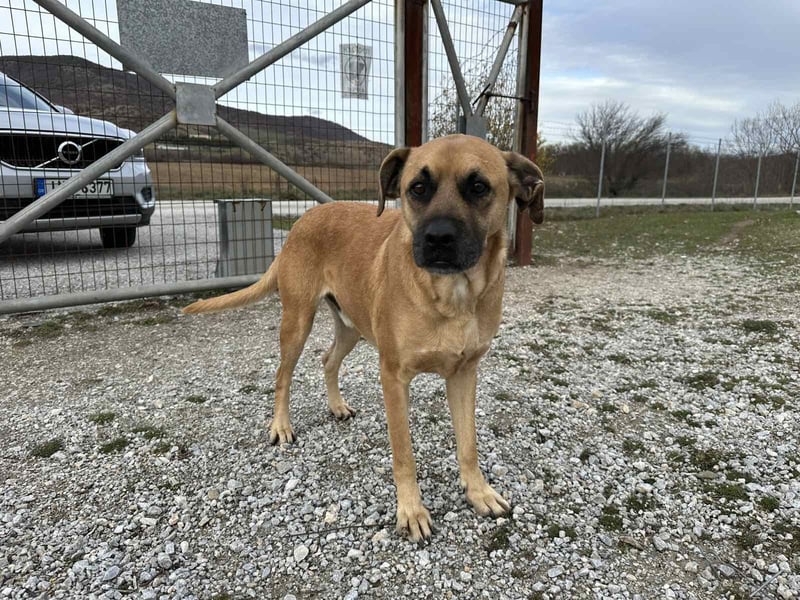 Boomer – Ein treuer Freund sucht sein Für-Immer-Zuhause!