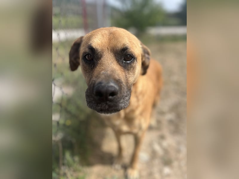 Boomer – Ein treuer Freund sucht sein Für-Immer-Zuhause!