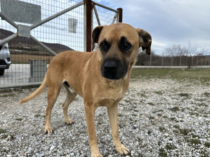 Boomer – Ein treuer Freund sucht sein Für-Immer-Zuhause!