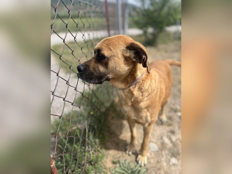Boomer – Ein treuer Freund sucht sein Für-Immer-Zuhause!