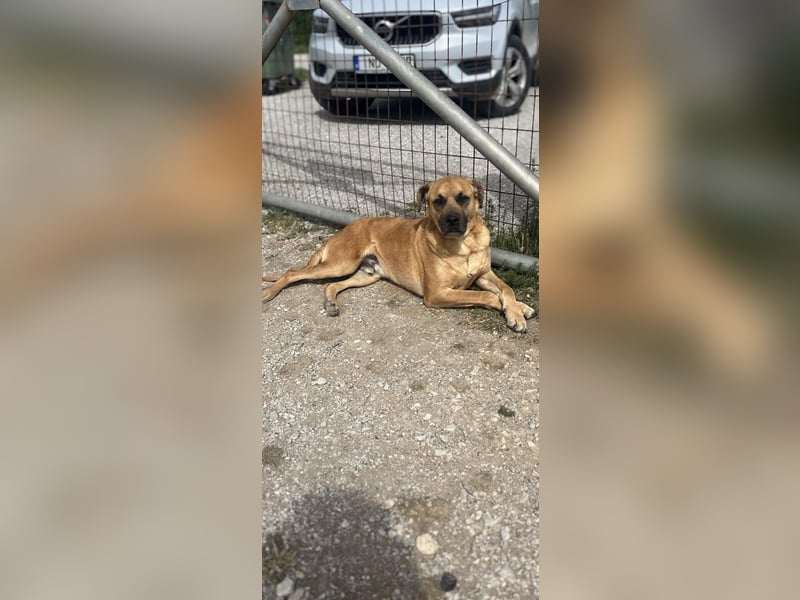 Boomer – Ein treuer Freund sucht sein Für-Immer-Zuhause!