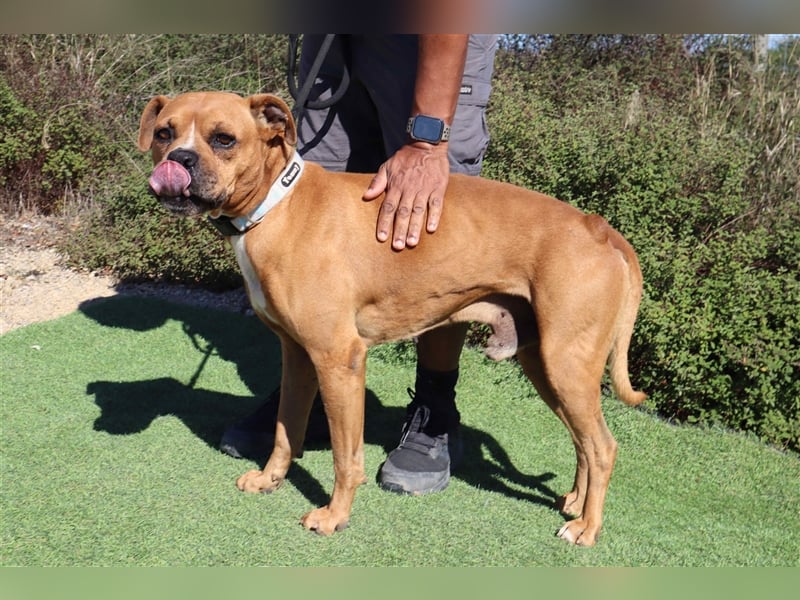 Dog, Boxer-Mix, lieb und verträglich