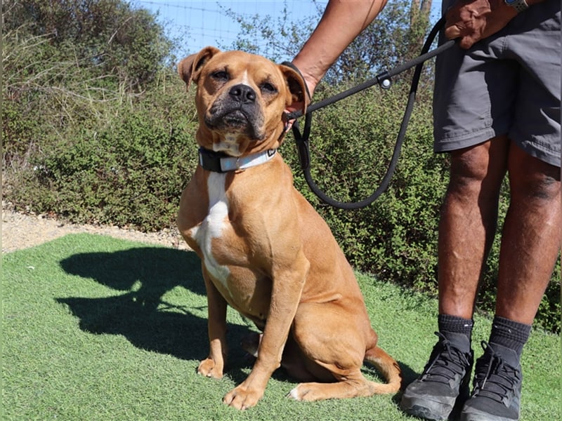 Dog, Boxer-Mix, lieb und verträglich