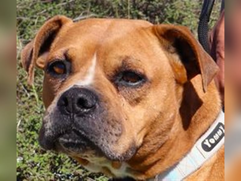 Dog, Boxer-Mix, lieb und verträglich
