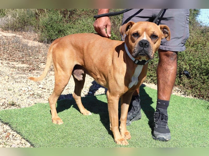 Dog, Boxer-Mix, lieb und verträglich