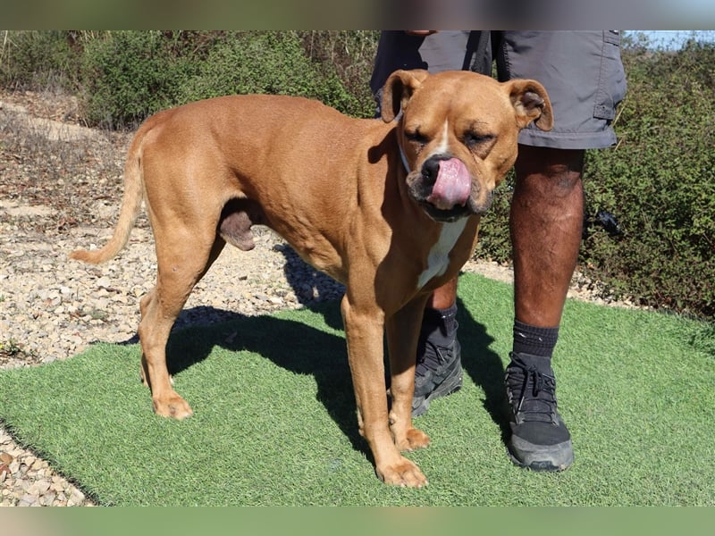 Dog, Boxer-Mix, lieb und verträglich