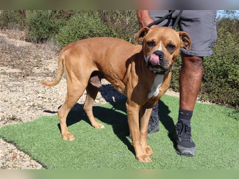 Dog, Boxer-Mix, lieb und verträglich