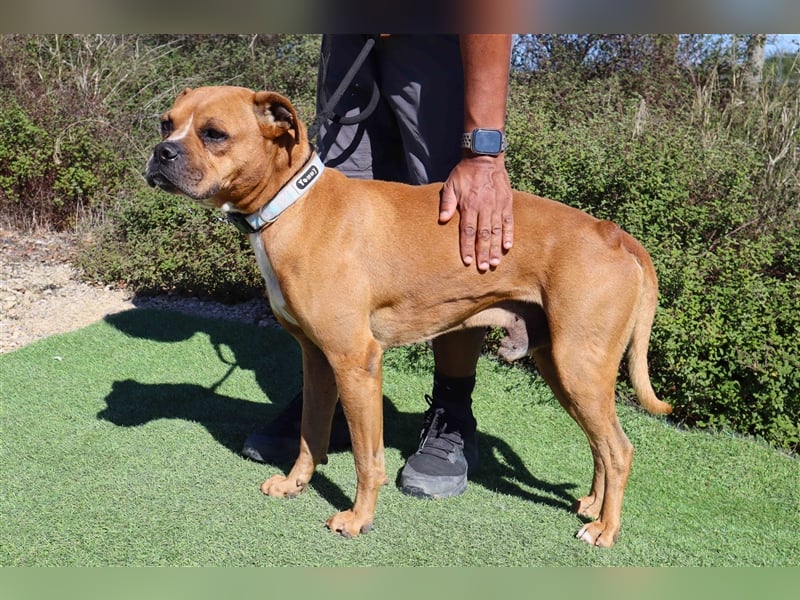 Dog, Boxer-Mix, lieb und verträglich