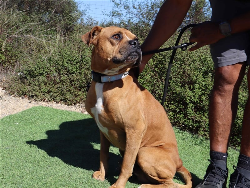 Dog, Boxer-Mix, lieb und verträglich