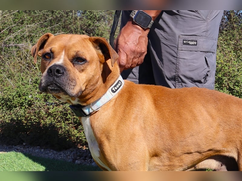 Dog, Boxer-Mix, lieb und verträglich