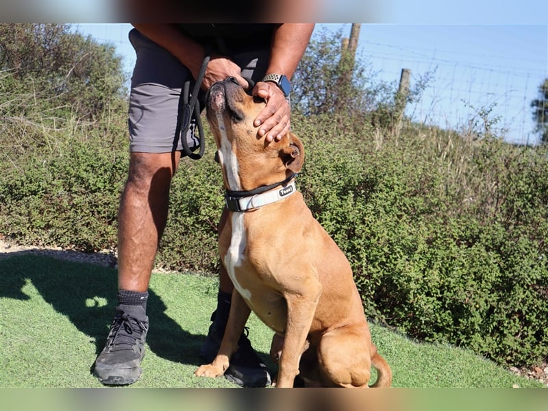Dog, Boxer-Mix, lieb und verträglich