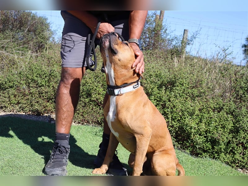 Dog, Boxer-Mix, lieb und verträglich
