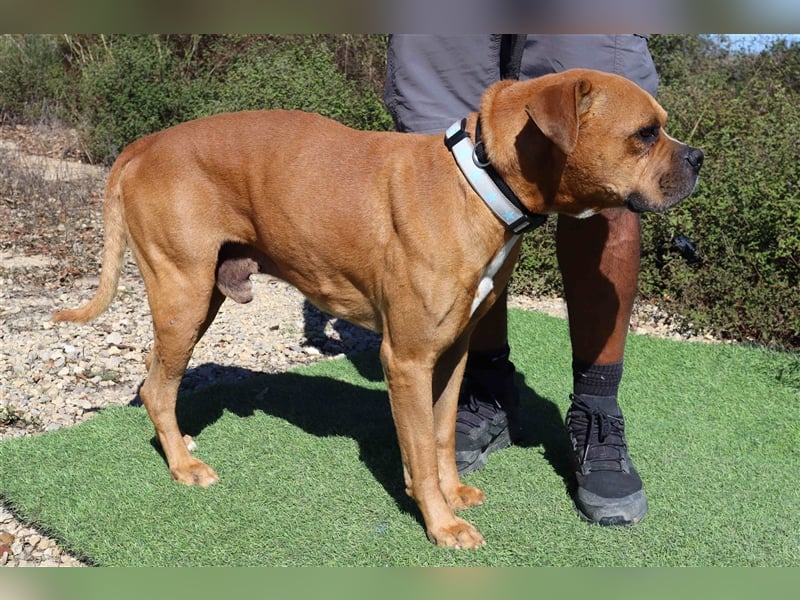 Dog, Boxer-Mix, lieb und verträglich