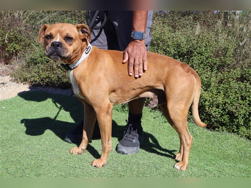 Dog, Boxer-Mix, lieb und verträglich