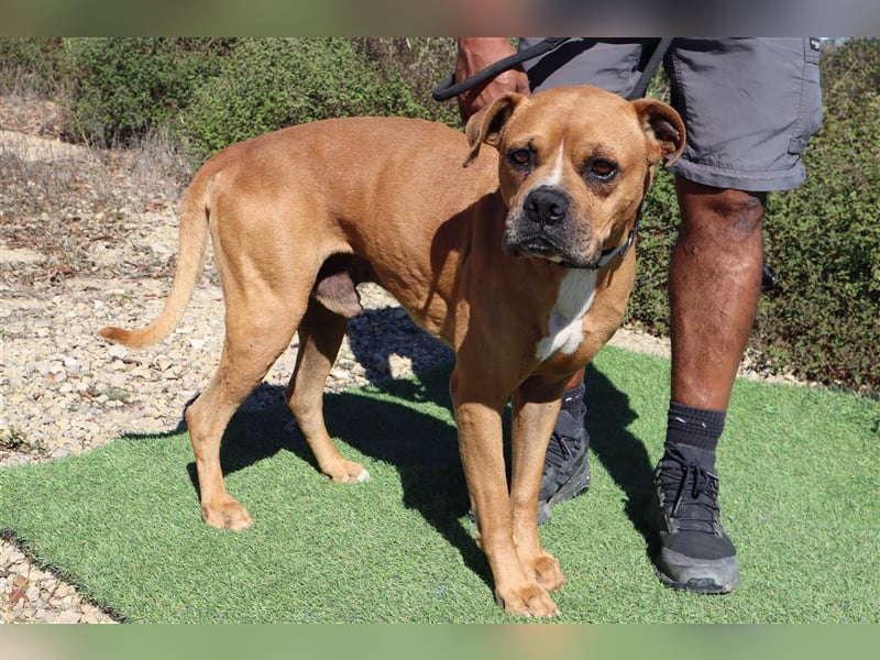 Dog, Boxer-Mix, lieb und verträglich