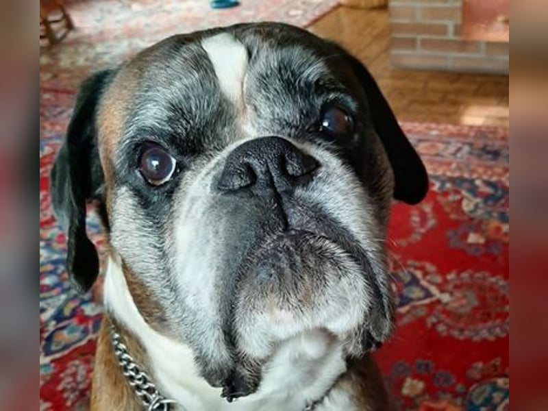 Lobo S276 sucht dringend ein neues Zuhause