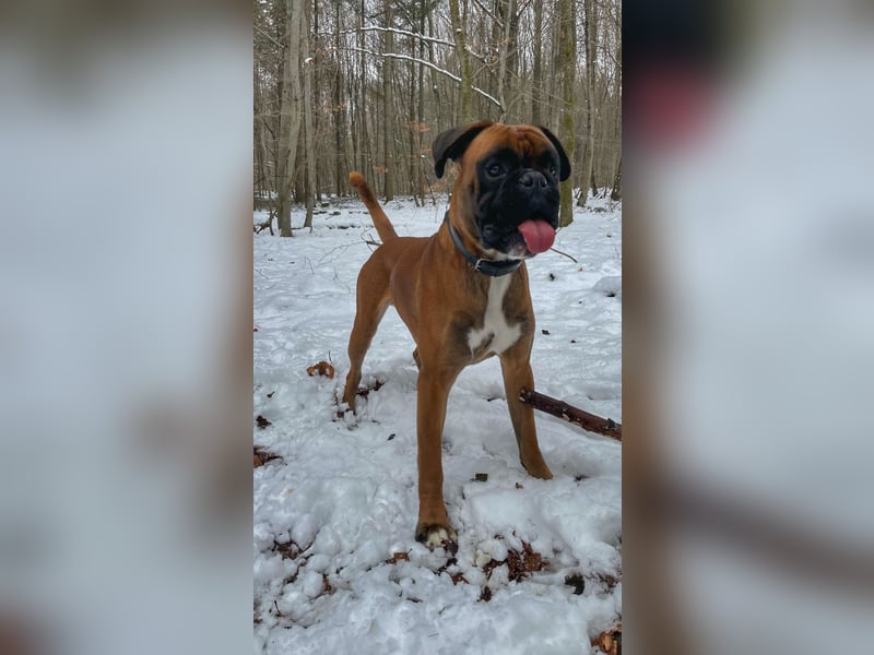 Aron sucht ein Zuhause auf Zeit (für ein Jahr)