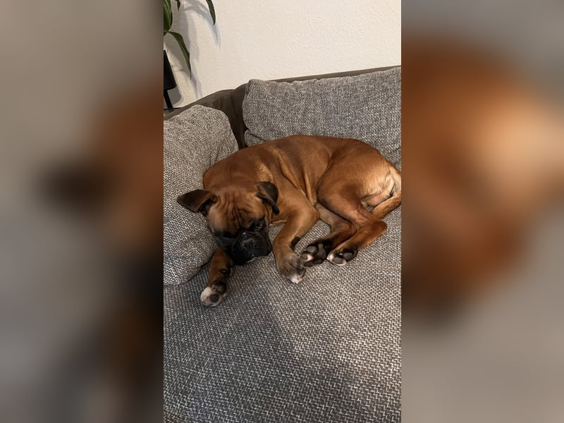 Aron sucht ein Zuhause auf Zeit (für ein Jahr)