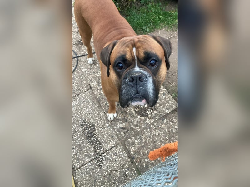 Lieber Boxerrüde 4 Jahre alt
