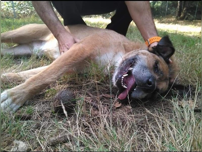 RUBIO- der Löwenhund
