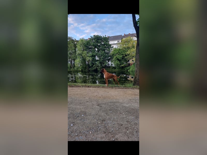 Deckrüde Deutscher Boxer