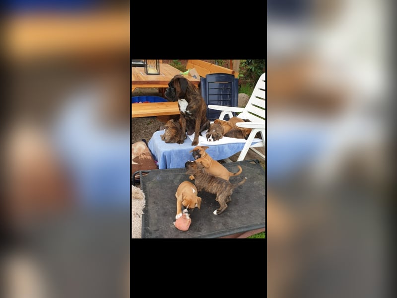 Deckrüde Deutscher Boxer