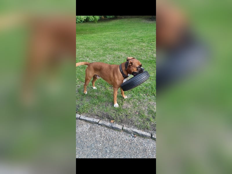 Deckrüde Deutscher Boxer