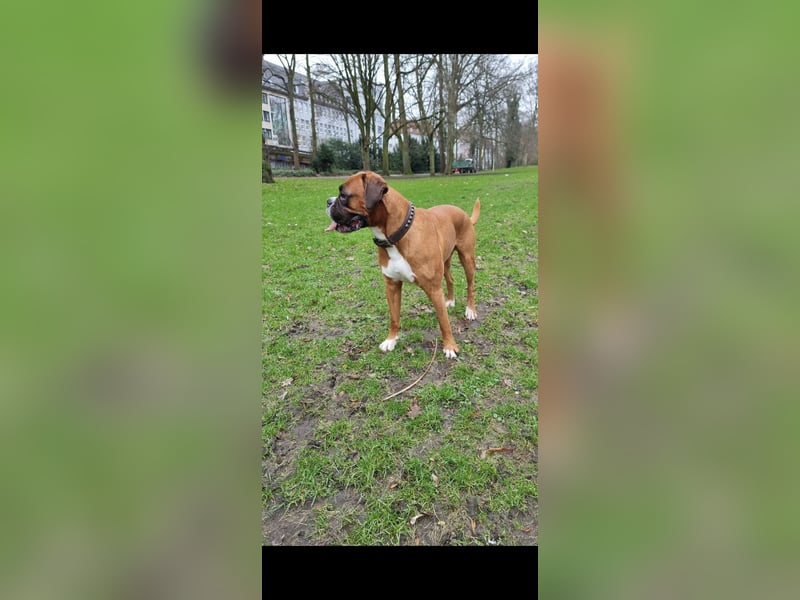 Deckrüde Deutscher Boxer