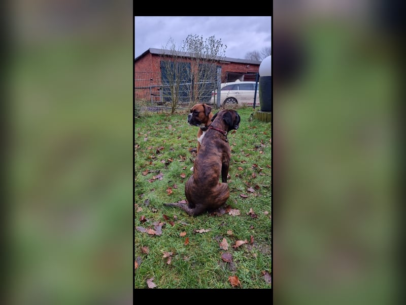 Deckrüde Deutscher Boxer