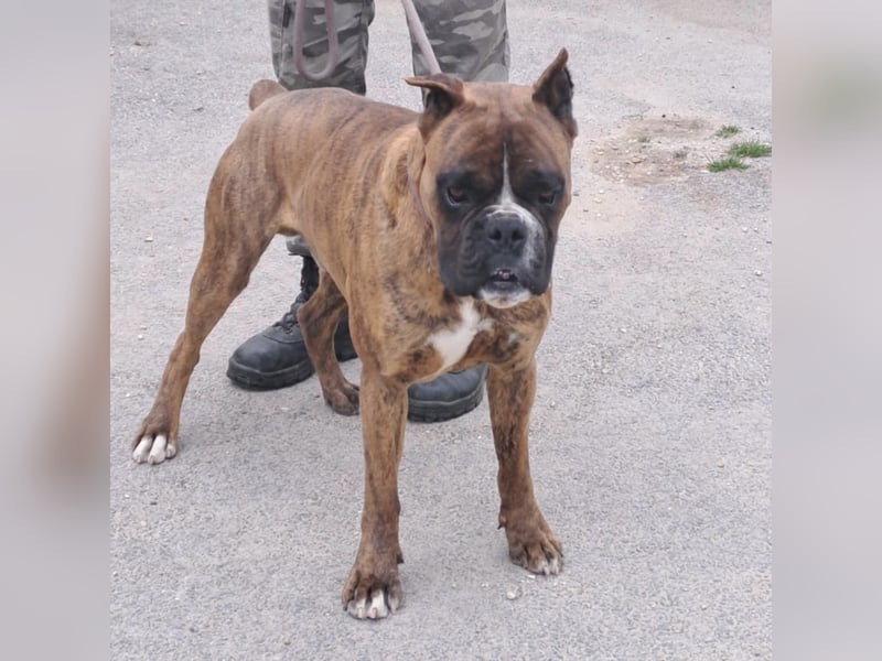 MAFLAS- BOXER RÜDE SUCHT NEUES ZUHAUSE
