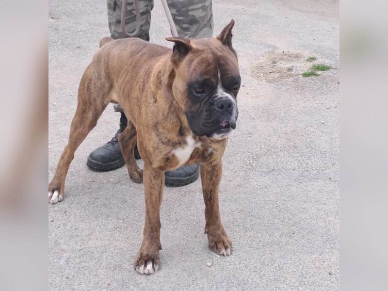 MAFLAS- BOXER RÜDE SUCHT NEUES ZUHAUSE