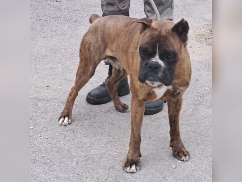 MAFLAS- BOXER RÜDE SUCHT NEUES ZUHAUSE