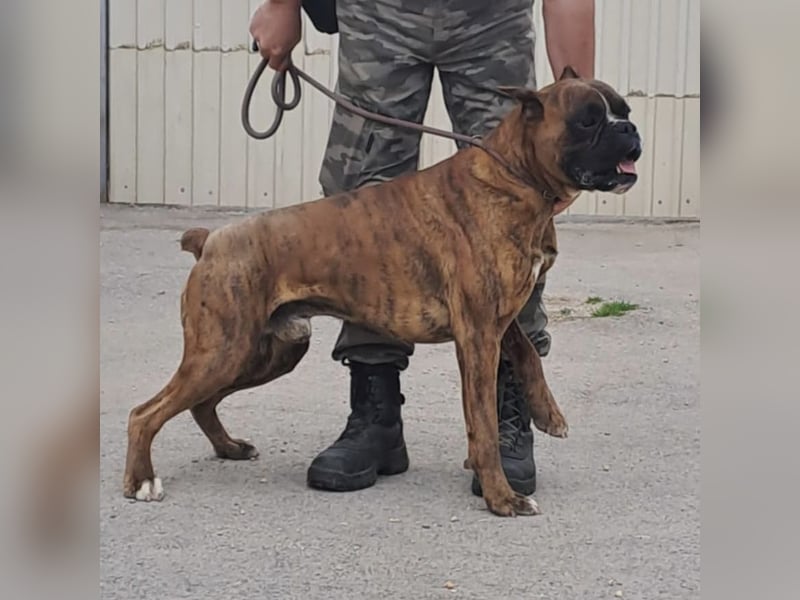 MAFLAS- BOXER RÜDE SUCHT NEUES ZUHAUSE