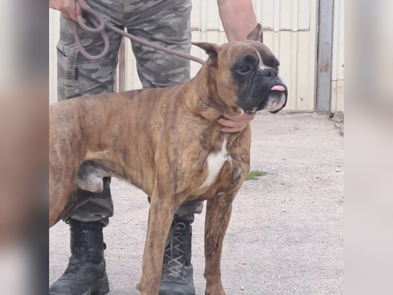 MAFLAS- BOXER RÜDE SUCHT NEUES ZUHAUSE