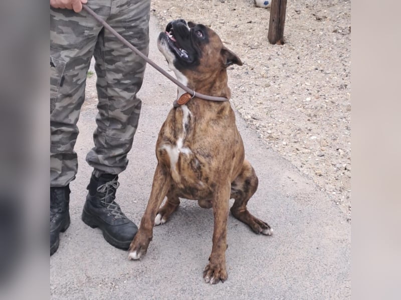 MAFLAS- BOXER RÜDE SUCHT NEUES ZUHAUSE