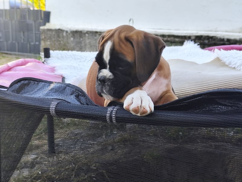 Deutscher Boxer Welpen FCI Zucht