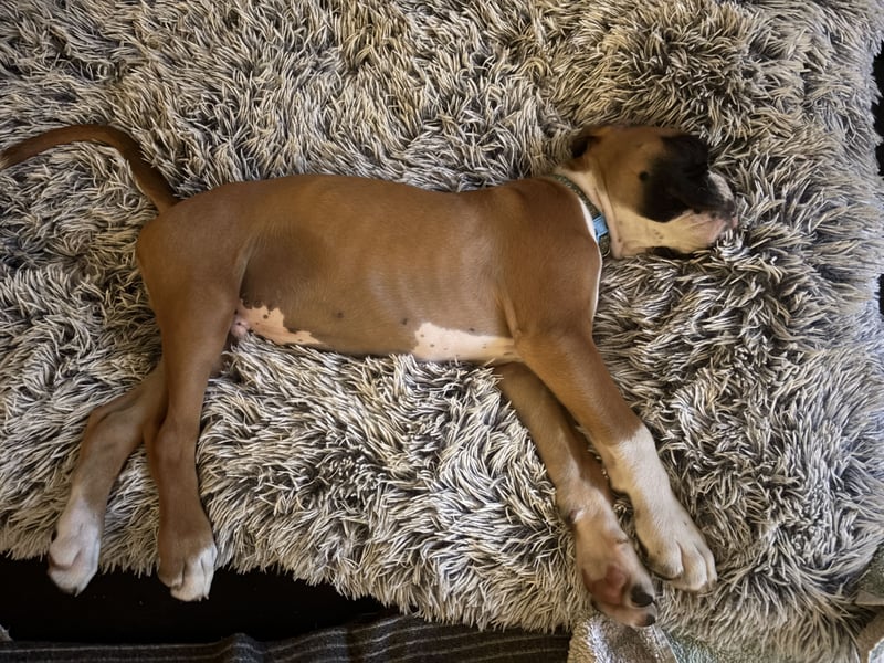Boxerrüde