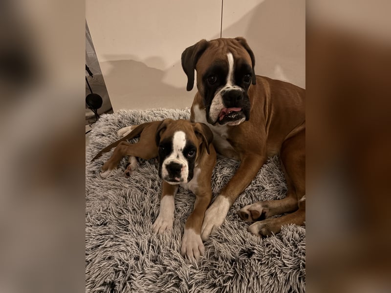Boxerrüde