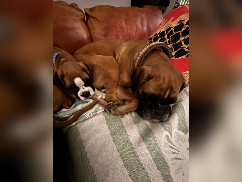 Boxerrüde