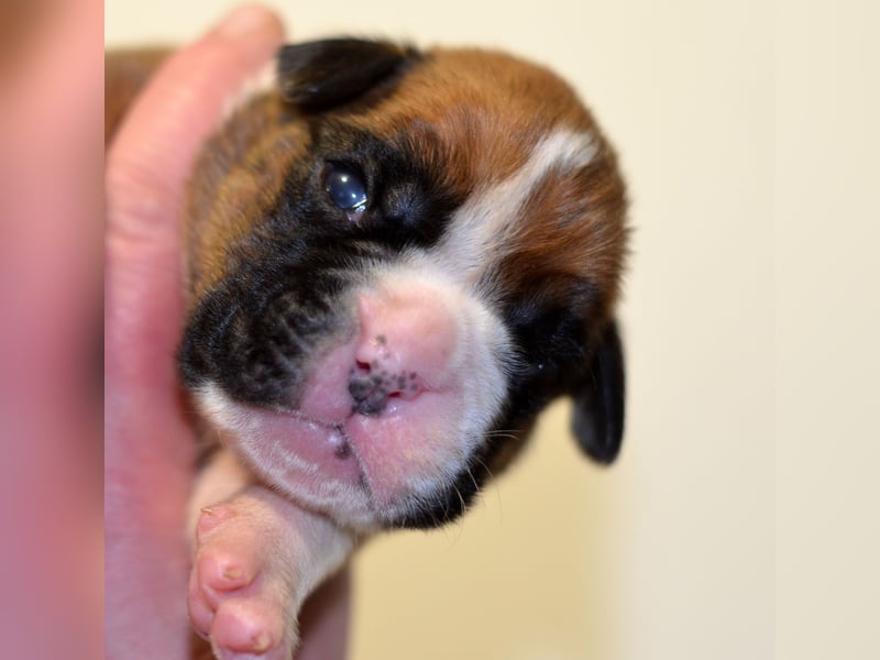Boxer welpen
