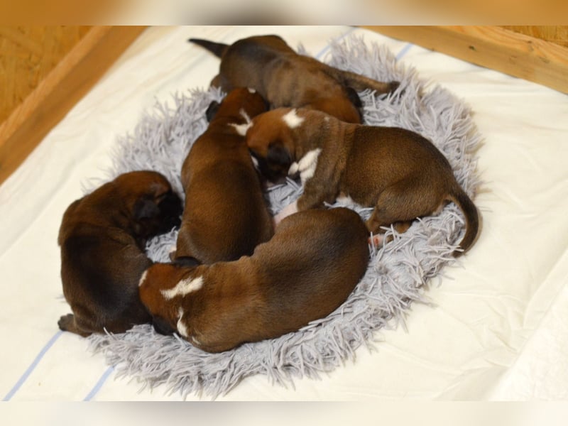 Boxer welpen