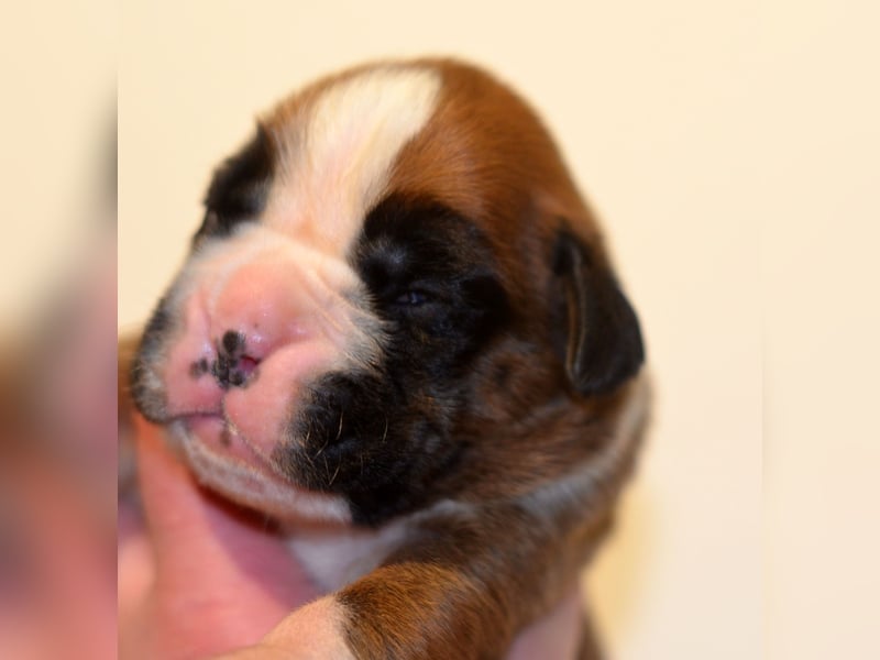 Boxer welpen