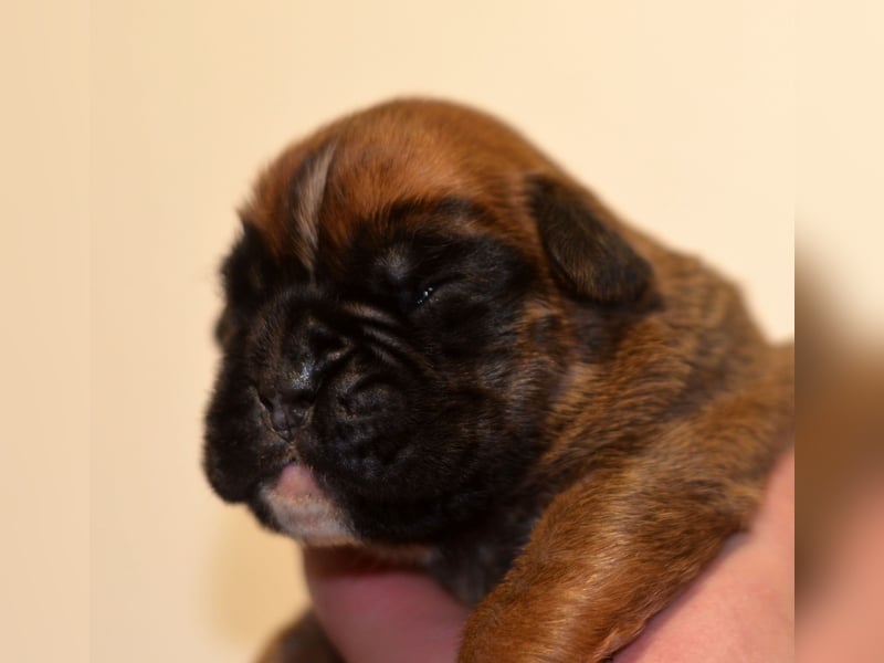 Boxer welpen