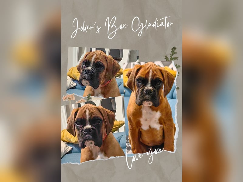 Entzückende Deutsche Boxerwelpen zu verkaufen!