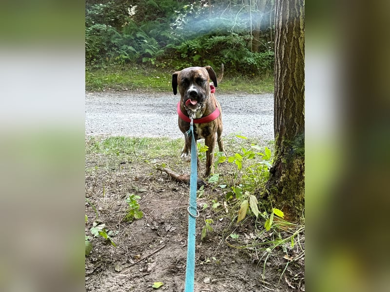 Boxermischling Benny