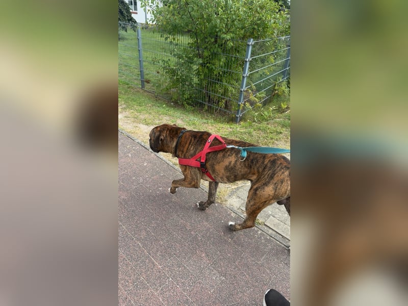 Boxermischling Benny